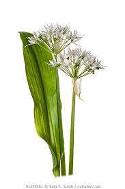 Image result for Allium ursinum