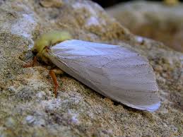 Attēlu rezultāti vaicājumam “Hepialus humuli male”