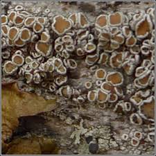 Attēlu rezultāti vaicājumam “Lecanora chlarotera”