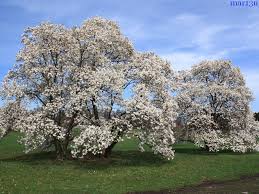 Attēlu rezultāti vaicājumam “Magnolia x loebneri”
