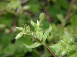 Attēlu rezultāti vaicājumam “Stellaria pallida”
