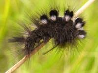 Attēlu rezultāti vaicājumam “Gynaephora selenitica larva”