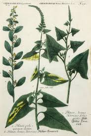 Attēlu rezultāti vaicājumam “Chenopodium bonus-henricus”