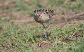 Image result for Numenius minutus