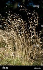 Attēlu rezultāti vaicājumam “Deschampsia flexuosa”