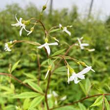 Attēlu rezultāti vaicājumam “Gillenia trifoliata flower”