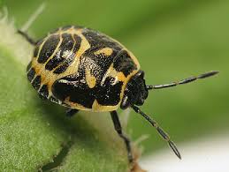 Attēlu rezultāti vaicājumam “Eurydema oleracea”