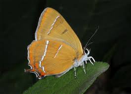 Attēlu rezultāti vaicājumam “Thecla betulae female”