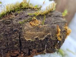 Attēlu rezultāti vaicājumam “Badhamiopsis scripta spores”