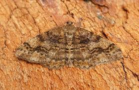 Attēlu rezultāti vaicājumam “Alcis repandata”