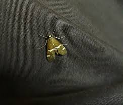 Attēlu rezultāti vaicājumam “Dictenidia bimaculata male”