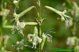 Attēlu rezultāti vaicājumam “Silene tatarica”