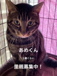 あめくん에 대한 이미지 검색결과