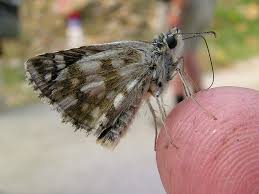 Attēlu rezultāti vaicājumam “Pyrgus alveus”