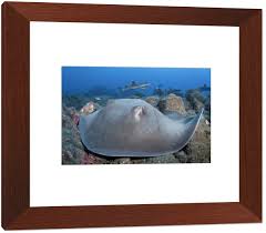 Image result for Hypanus longus