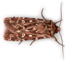 Attēlu rezultāti vaicājumam “Lycophotia porphyrea”