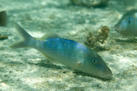 Image result for Parupeneus cyclostomus