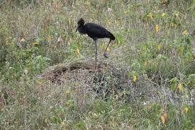 Attēlu rezultāti vaicājumam “Paracorymbia maculicornis imago”