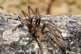 Attēlu rezultāti vaicājumam “Tegenaria sp.”