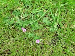 Attēlu rezultāti vaicājumam “Geranium molle leaf”