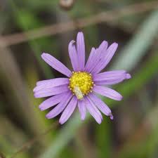 Attēlu rezultāti vaicājumam “Symphytocarpus sp.”