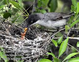 Image result for Sylvia hortensis