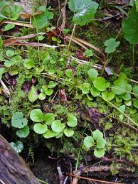 Attēlu rezultāti vaicājumam “Pyrola minor”