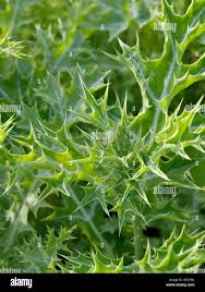 Attēlu rezultāti vaicājumam “Papaver argemone leaf”