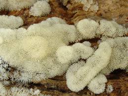 Attēlu rezultāti vaicājumam “Comatricha pulchella”