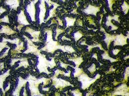 Attēlu rezultāti vaicājumam “Opegrapha atra”