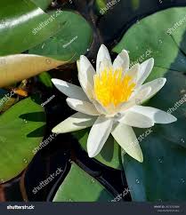 Attēlu rezultāti vaicājumam “Nymphaea candida leaf”