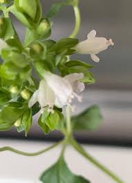 Attēlu rezultāti vaicājumam “Origanum vulgare bud”