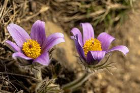 Attēlu rezultāti vaicājumam “Pulsatilla vulgaris”