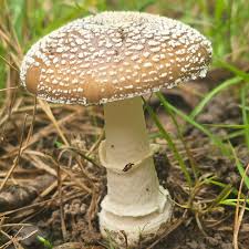 Attēlu rezultāti vaicājumam “Amanita pantherina”