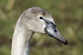 Attēlu rezultāti vaicājumam “Cygnus olor adult”