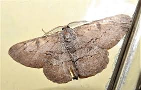 Attēlu rezultāti vaicājumam “Hypsopygia glaucinalis”