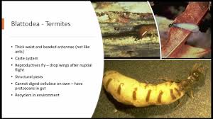 Attēlu rezultāti vaicājumam “Blattoptera”