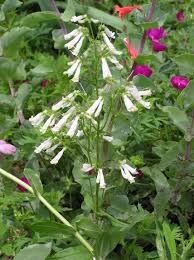 Image result for Penstemon