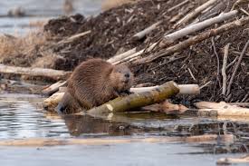 Image result for Beaver Sc