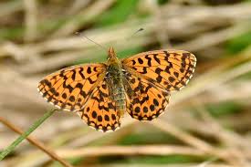 Attēlu rezultāti vaicājumam “Boloria dia”