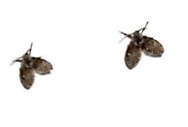 Attēlu rezultāti vaicājumam “Psychodidae”