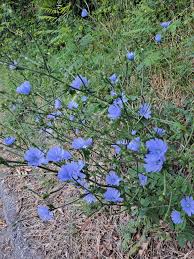 Attēlu rezultāti vaicājumam “Cichorium intybus flower”