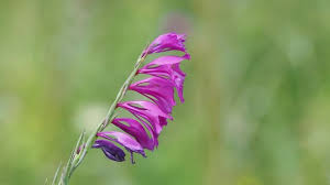 Attēlu rezultāti vaicājumam “Gladiolus imbricatus flower”