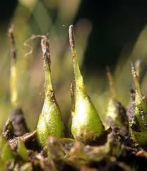 Attēlu rezultāti vaicājumam “Funaria hygrometrica sporophyte”