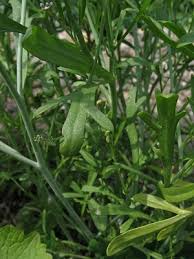 Attēlu rezultāti vaicājumam “Enteridium liceoides young”