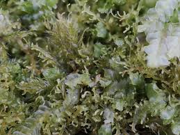 Attēlu rezultāti vaicājumam “Riccardia chamaedryfolia”