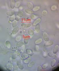 Attēlu rezultāti vaicājumam “Claustria didermoides spores”