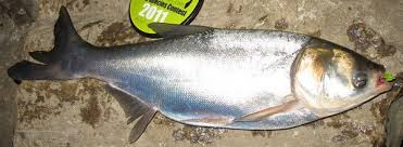 Image result for Hypophthalmichthys molitrix