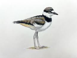 Image result for Charadrius vociferus