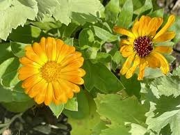 Attēlu rezultāti vaicājumam “Calendula officinalis”